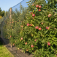 Bird Protection Net 15 mm Diamond Mesh 4m x 20m