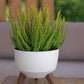Roma Bowl Pot with Legs, Insert and Hole with Plug 240mm White