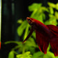 Aquarium Thermometer