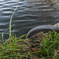Aquatic Plus Suction Hose Set 7m